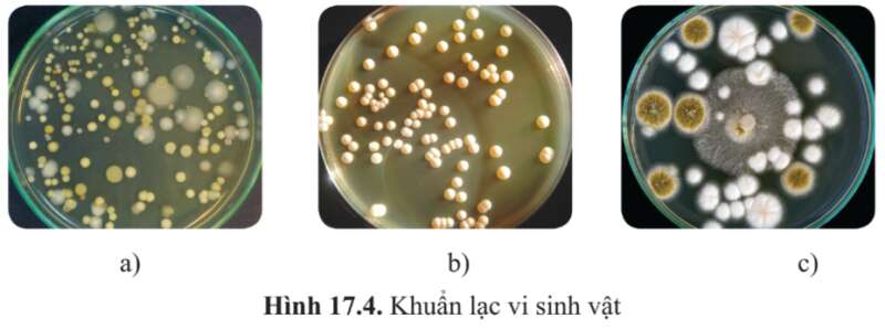 Sinh học 10 Bài 17: Vi sinh vật và các phương pháp nghiên cứu vi sinh vật | Giải Sinh 10 Cánh diều (ảnh 6)