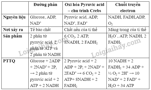 Sinh học 10 Bài 11: Tổng hợp và phân giải các chất trong tế bào | Giải Sinh 10 Cánh diều (ảnh 10)