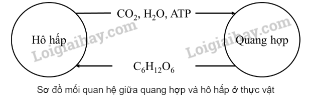 Sinh học 10 Bài 11: Tổng hợp và phân giải các chất trong tế bào | Giải Sinh 10 Cánh diều (ảnh 12)