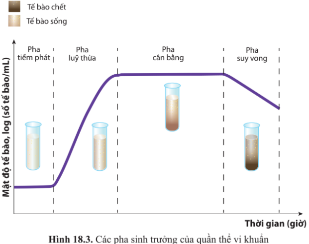 Sinh học 10 Bài 18: Sinh trưởng và sinh sản ở vi sinh vật | Giải Sinh 10 Cánh diều (ảnh 3)