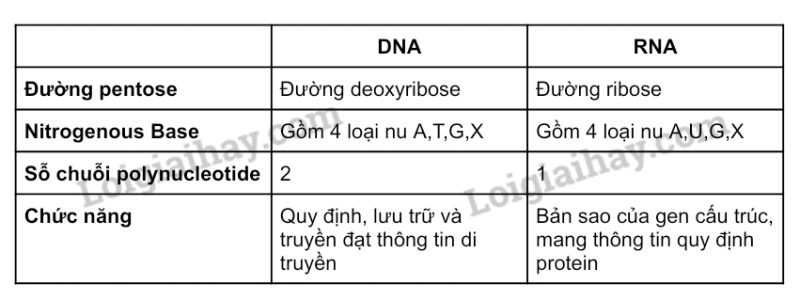 Sinh học 10 Bài 6: Các phân tử sinh học | Giải Sinh 10 Cánh diều (ảnh 12)