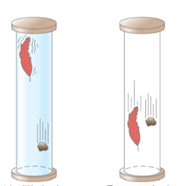 Lý thuyết Vật Lí 10 Bài 10: Sự rơi tự do - Kết nối tri thức (ảnh 1)