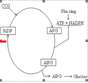 Giáo án Sinh học 11 Bài 9: Quang hợp ở các nhóm thực vật C3, C4 và CAM mới nhất (ảnh 1)