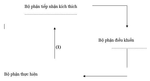 Giáo án Sinh học 11 Bài 20: Cân bằng nội môi mới nhất (ảnh 1)