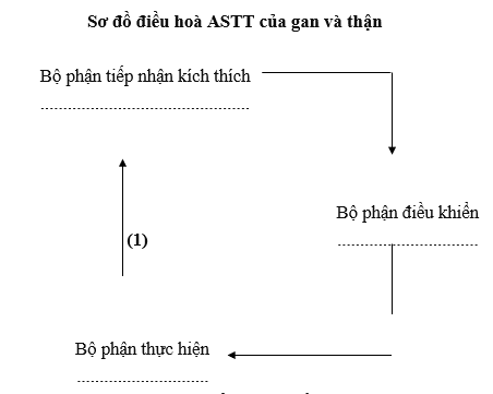 Giáo án Sinh học 11 Bài 20: Cân bằng nội môi mới nhất – CV5512 (ảnh 1)