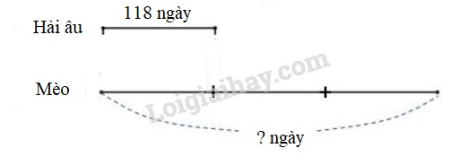 Toán lớp 3 trang 98 Hoạt động | Kết nối tri thức (ảnh 6)