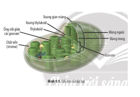 Lý thuyết Sinh học 10 Bài 9 (Chân trời sáng tạo): Tế bào nhân thực (ảnh 8)