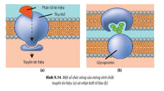 Lý thuyết Sinh học 10 Bài 9 (Chân trời sáng tạo): Tế bào nhân thực (ảnh 15)