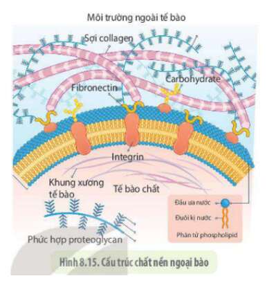 Lý thuyết Sinh học 10 Bài 9 (Chân trời sáng tạo): Tế bào nhân thực (ảnh 17)