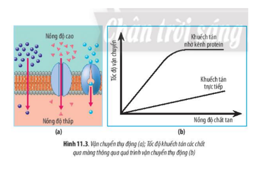 Lý thuyết Sinh học 10 Bài 11 (Chân trời sáng tạo): Vận chuyển các chất qua màng sinh chất (ảnh 5)