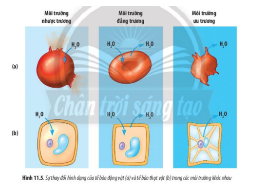 Lý thuyết Sinh học 10 Bài 11 (Chân trời sáng tạo): Vận chuyển các chất qua màng sinh chất (ảnh 8)