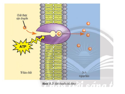 Lý thuyết Sinh học 10 Bài 11 (Chân trời sáng tạo): Vận chuyển các chất qua màng sinh chất (ảnh 9)