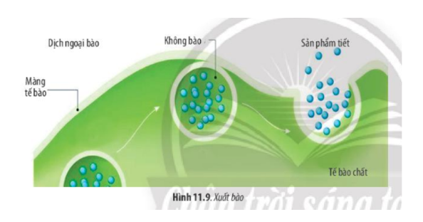 Lý thuyết Sinh học 10 Bài 11 (Chân trời sáng tạo): Vận chuyển các chất qua màng sinh chất (ảnh 11)