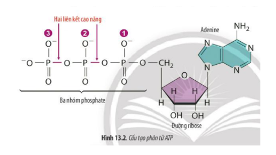 Lý thuyết Sinh học 10 Bài 13 (Chân trời sáng tạo): Chuyển hóa vật chất và năng lượng trong tế bào (ảnh 4)