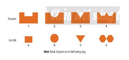 Lý thuyết Sinh học 10 Bài 13 (Chân trời sáng tạo): Chuyển hóa vật chất và năng lượng trong tế bào (ảnh 6)