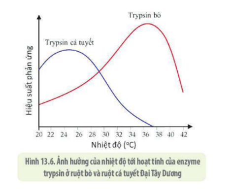 Lý thuyết Sinh học 10 Bài 13 (Chân trời sáng tạo): Chuyển hóa vật chất và năng lượng trong tế bào (ảnh 11)