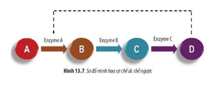 Lý thuyết Sinh học 10 Bài 13 (Chân trời sáng tạo): Chuyển hóa vật chất và năng lượng trong tế bào (ảnh 13)