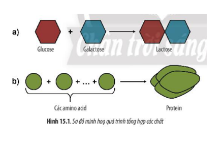 Lý thuyết Sinh học 10 Bài 15 (Chân trời sáng tạo): Tổng hợp các chất và tích lũy năng lượng (ảnh 1)