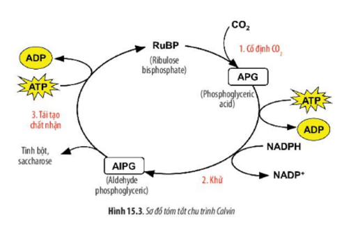 Lý thuyết Sinh học 10 Bài 15 (Chân trời sáng tạo): Tổng hợp các chất và tích lũy năng lượng (ảnh 5)