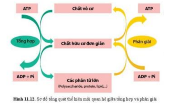 Lý thuyết Sinh học 10 Bài 16 (Chân trời sáng tạo): Phân giải các chất và giải phóng năng lượng (ảnh 1)