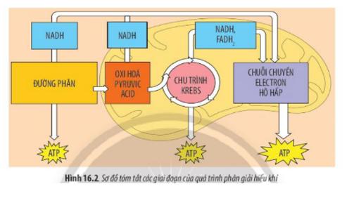 Lý thuyết Sinh học 10 Bài 16 (Chân trời sáng tạo): Phân giải các chất và giải phóng năng lượng (ảnh 3)