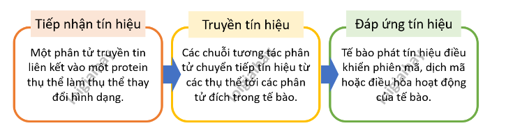 Lý thuyết Sinh học 10 Bài 17 (Chân trời sáng tạo): Thông tin giữa các tế bào (ảnh 4)