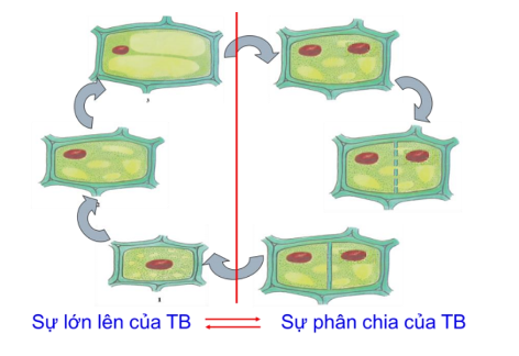 Lý thuyết Sinh học 10 Bài 18 (Chân trời sáng tạo): Chu kì tế bào (ảnh 1)