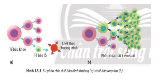 Lý thuyết Sinh học 10 Bài 18 (Chân trời sáng tạo): Chu kì tế bào (ảnh 5)