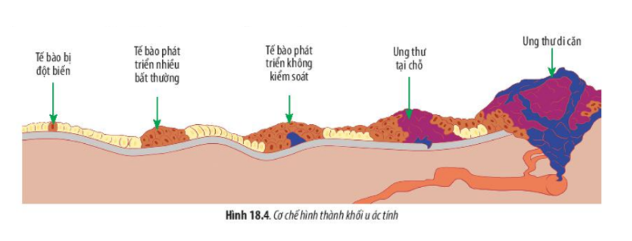 Lý thuyết Sinh học 10 Bài 18 (Chân trời sáng tạo): Chu kì tế bào (ảnh 6)