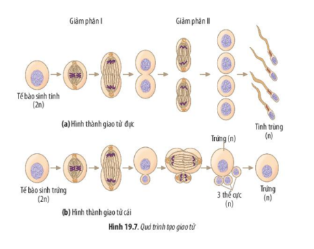 Lý thuyết Sinh học 10 Bài 19 (Chân trời sáng tạo): Quá trình phân bào  (ảnh 8)