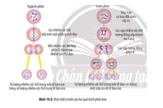 Lý thuyết Sinh học 10 Bài 19 (Chân trời sáng tạo): Quá trình phân bào  (ảnh 9)