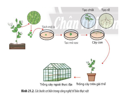 Lý thuyết Sinh học 10 Bài 21 (Chân trời sáng tạo): Công nghệ tế bào (ảnh 1)