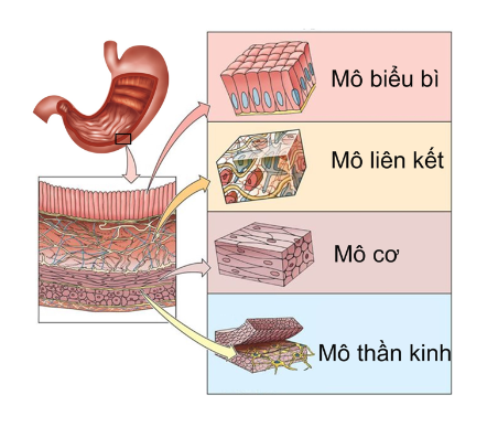 Lý thuyết Sinh học 10 Bài 21 (Chân trời sáng tạo): Công nghệ tế bào (ảnh 2)