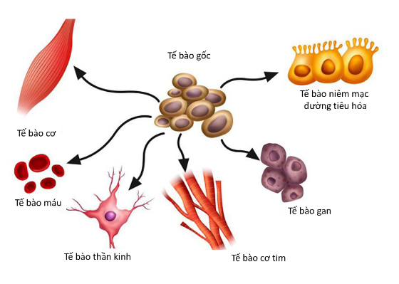 Lý thuyết Sinh học 10 Bài 21 (Chân trời sáng tạo): Công nghệ tế bào (ảnh 3)