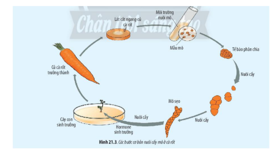 Lý thuyết Sinh học 10 Bài 21 (Chân trời sáng tạo): Công nghệ tế bào (ảnh 4)