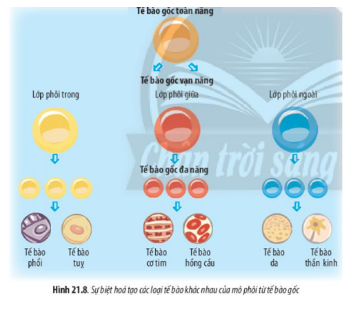 Lý thuyết Sinh học 10 Bài 21 (Chân trời sáng tạo): Công nghệ tế bào (ảnh 9)