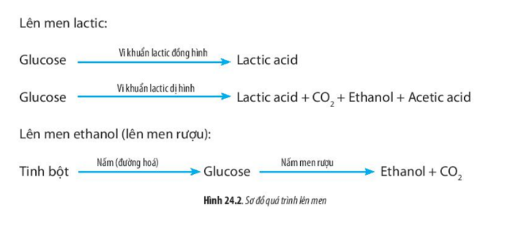 Lý thuyết Sinh học 10 Bài 24 (Chân trời sáng tạo): Quá trình tổng hợp và phân giải ở vi sinh vật (ảnh 5)