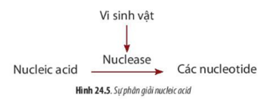 Lý thuyết Sinh học 10 Bài 24 (Chân trời sáng tạo): Quá trình tổng hợp và phân giải ở vi sinh vật (ảnh 8)