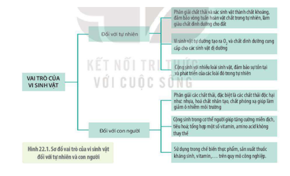 Lý thuyết Sinh học 10 Bài 24 (Chân trời sáng tạo): Quá trình tổng hợp và phân giải ở vi sinh vật (ảnh 9)