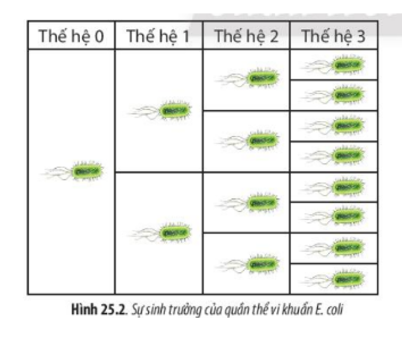 Lý thuyết Sinh học 10 Bài 25 (Chân trời sáng tạo): Sinh trưởng và sinh sản ở vi sinh vật (ảnh 1)