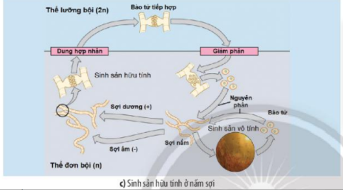 Lý thuyết Sinh học 10 Bài 25 (Chân trời sáng tạo): Sinh trưởng và sinh sản ở vi sinh vật (ảnh 6)