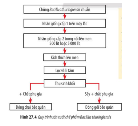 Lý thuyết Sinh học 10 Bài 27 (Chân trời sáng tạo): Ứng dụng vi sinh vật trong thực tiễn (ảnh 5)