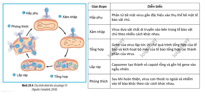 Lý thuyết Sinh học 10 Bài 29 (Chân trời sáng tạo): Virus (ảnh 8)