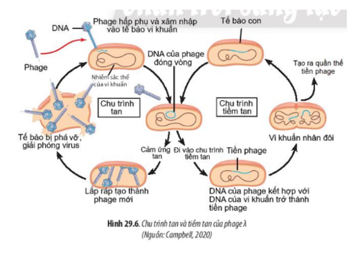 Lý thuyết Sinh học 10 Bài 29 (Chân trời sáng tạo): Virus (ảnh 9)