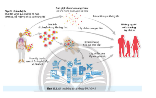 Lý thuyết Sinh học 10 Bài 31 (Chân trời sáng tạo): Virus gây bệnh (ảnh 1)