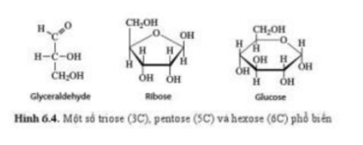 Lý thuyết Sinh học 10 Bài 6 (Cánh diều): Các phân tử sinh học (ảnh 4)