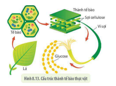 Lý thuyết Sinh học 10 Bài 8 (Cánh diều): Cấu trúc của tế bào nhân thực (ảnh 4)