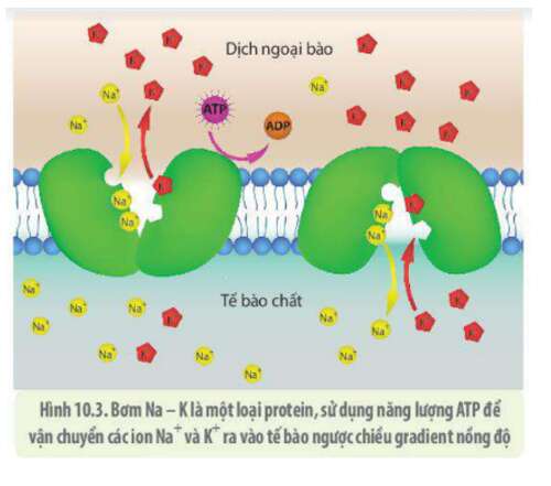 Lý thuyết Sinh học 10 Bài 9 (Cánh diều): Trao đổi chất qua màng sinh chất (ảnh 7)