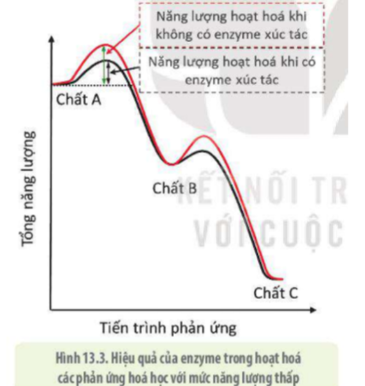 Lý thuyết Sinh học 10 Bài 10 (Cánh diều): Sự chuyển hóa năng lượng và enzyme (ảnh 5)