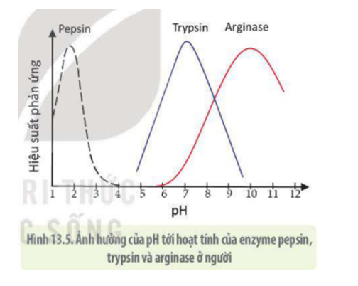 Lý thuyết Sinh học 10 Bài 10 (Cánh diều): Sự chuyển hóa năng lượng và enzyme (ảnh 8)